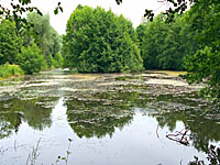 Пруд О Фурно (Лотарингия, Мёз)