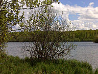 Пруд Жавуле (Центр-Долина Луары, Шер)