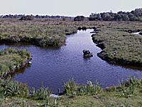Болото Бриер (Земли Луары, Луара Атлантическая)