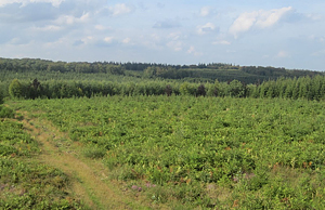 Гора Круа Скай (Арденны)