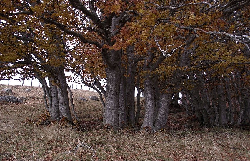 Центральный массив (Франция)